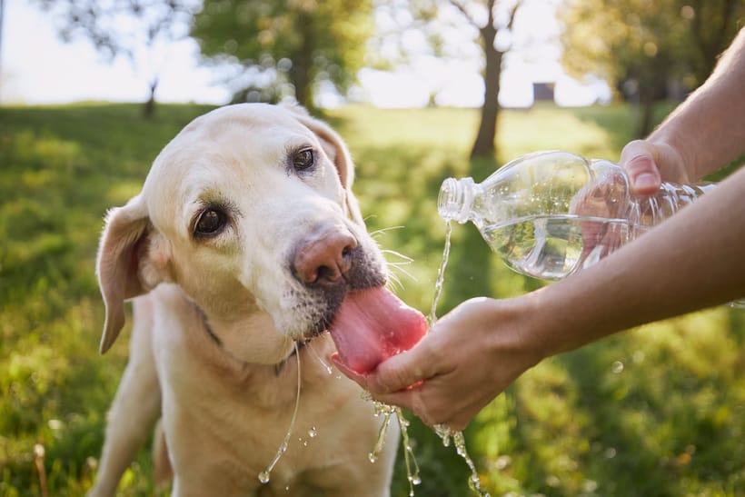 Protege a tu mascota del calor