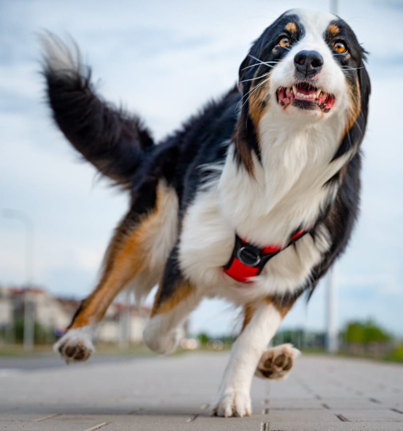 Por qué los perros persiguen a los carros y cómo prevenir un accidente