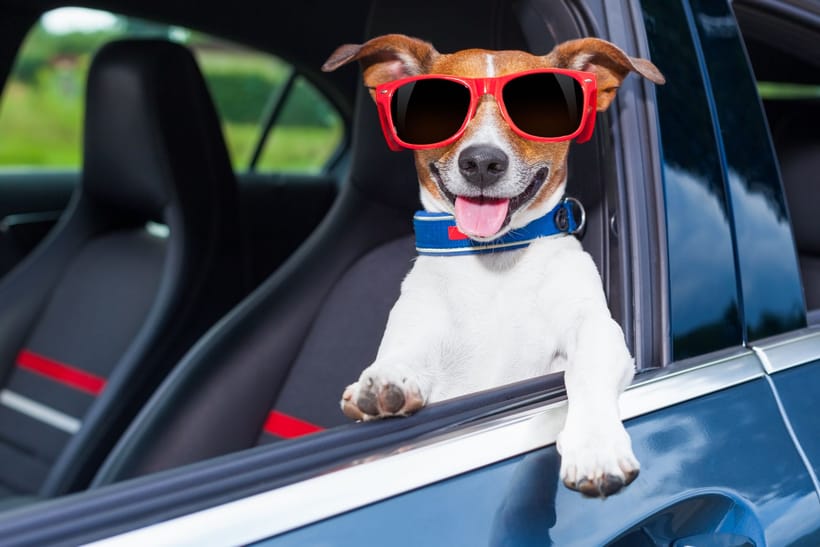 Recomendaciones para la seguridad de tu mascota al viajar en coche